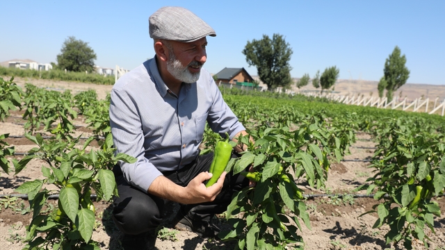 Kocasinan Belediyesi, kapya biberi tohumlarını ücretsiz dağıtacak