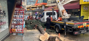 Isparta'da fırtına ağacı kökünden söktü