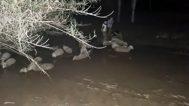 İtfaiyeden koyun kurtarma operasyonu