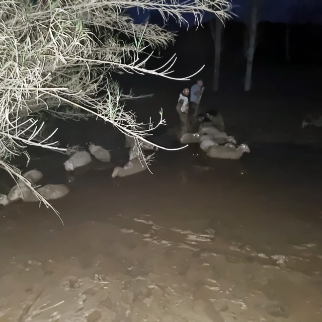 İtfaiyeden koyun kurtarma operasyonu