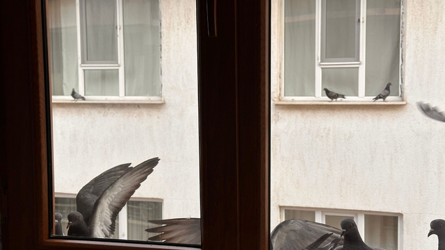 Yürekleri ısıtan davranış: Minik öğrenciden kuşlara ekmek