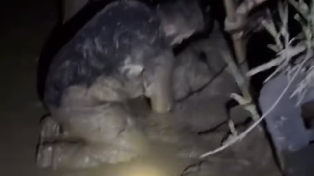 Çamura saplanan 30 koyun kurtarıldı, 2 koyun öldü