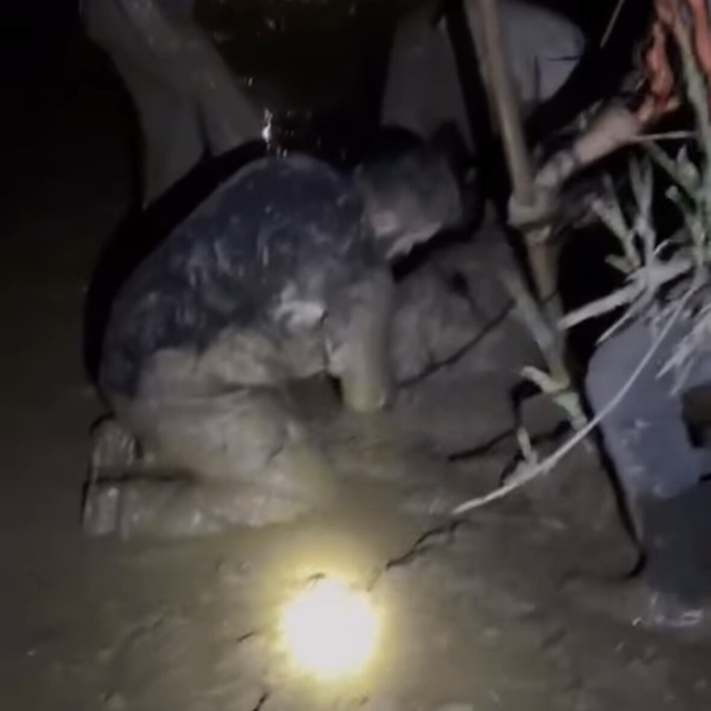 Çamura saplanan 30 koyun kurtarıldı, 2 koyun öldü