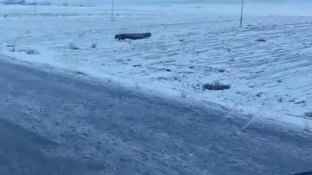 Adilcevaz'da domuz sürüsü görüntülendi