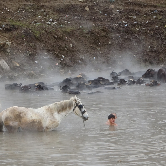 Manda ve atların kışın ortasında kaplıca keyfi