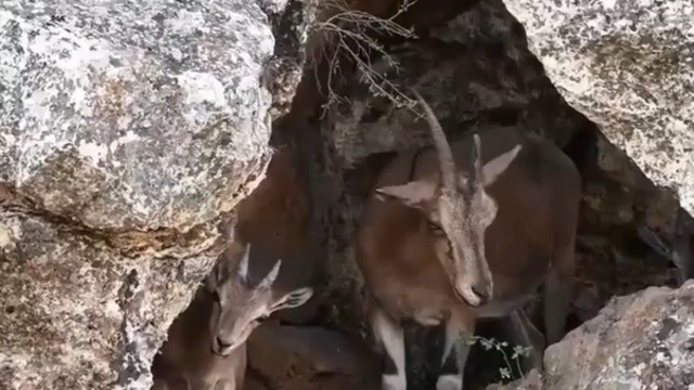 Erzincan'da dağ keçileri drone kamerasına yansıdı