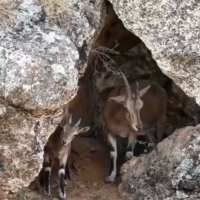 Erzincan'da dağ keçileri drone kamerasına yansıdı