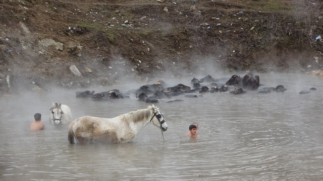 Manda ve atların kışın ortasında kaplıca keyfi