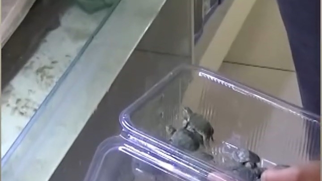 Bursa'da kaplumbağa operasyonu