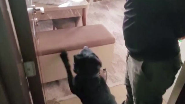 Evindeki sandıktan 814 gram eroin çıktı, "Satmıyorum, kullanıcıyım" dedi