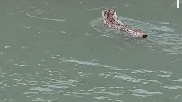 Nesli tehlike altında olan vaşak, çaydan geçerken görüntülendi