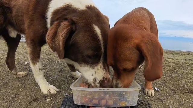 Sokak hayvanlarına, 'oyuncak arabalı' mama servisi