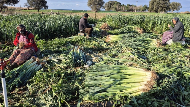Çanakkale'de kışlık sebzelerde hastalık, zararlı ve yabancı ot sürveyleri gerçekleştirildi