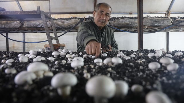 Mantar üreticiliğine ilk adımı ahırda attı, varını yoğunu satıp kurduğu 3 çadırda mantar üretiyor
Adana'dan mantar yetiştiriciliğini öğrenen çiftçi, yıllardı hem mantar hem de çiftçi yetiştiriyor