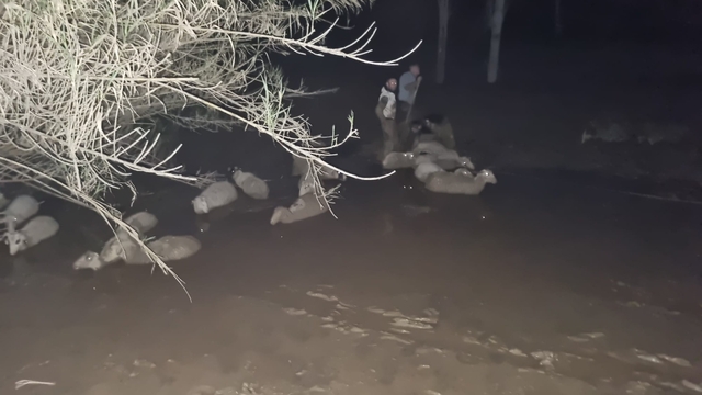 Muğla'da çamurda mahsur kalan koyun sürüsü kurtarıldı