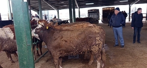 Tavşanlı hayvan pazasında Kurban Bayramı öncesi hareketlilik erken başladı