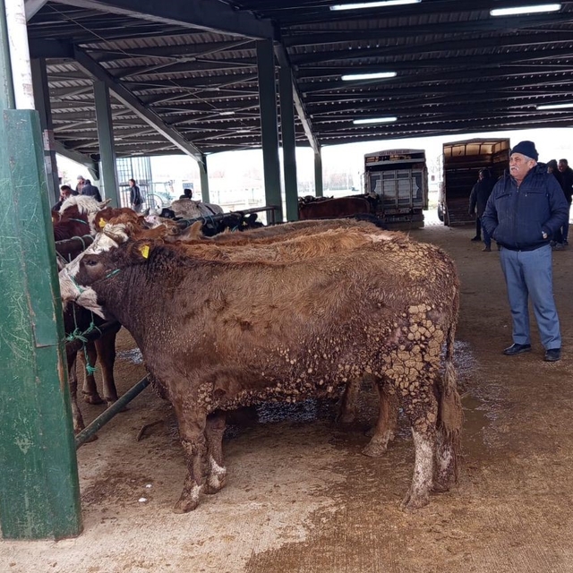 Tavşanlı hayvan pazasında Kurban Bayramı öncesi hareketlilik erken başladı