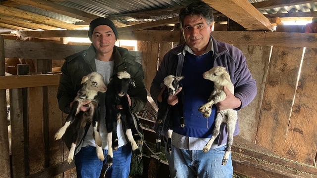 Sinop'ta bir koyun tek batında 4 kuzu doğurdu