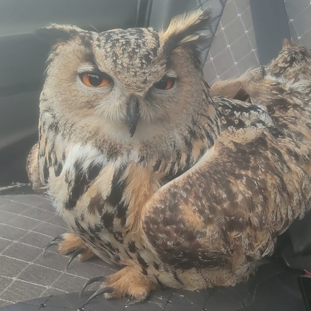 Bayburt'ta bulunan puhuda mantar enfeksiyonu tespit edildi