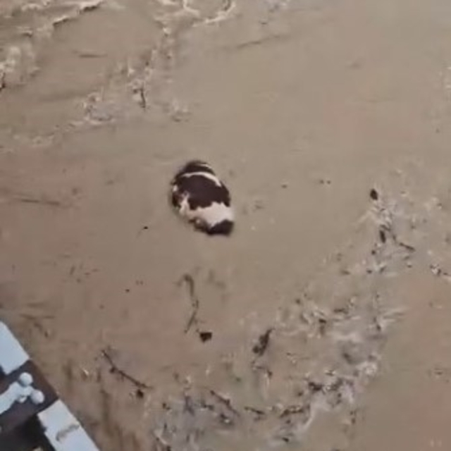 Yatağan'da inek sel sularına kapıldı