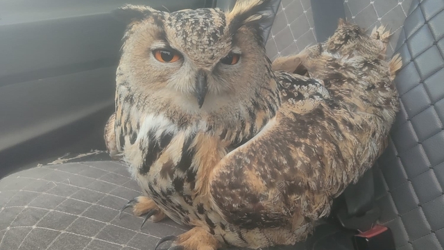 Bayburt'ta bulunan puhuda mantar enfeksiyonu tespit edildi