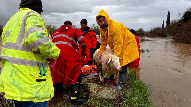 İzmir'de ekiplerin yağış seferberliği sürüyor
Bergama Kaşıkçı Mahallesi'nde dere taşması sonucu mahsur kalan hayvanlar kurtarılmaya devam ediyor