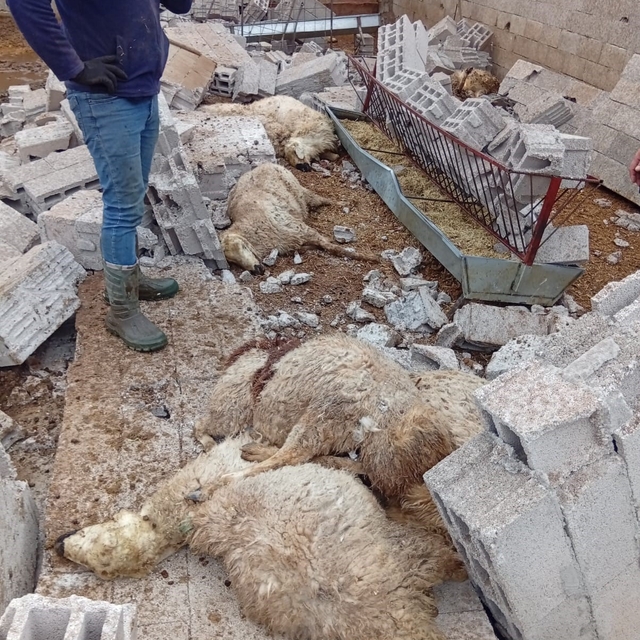 Nevşehir'de fırtına ağıl ve mandırayı vurdu: 12 koyun telef oldu