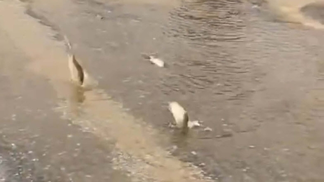 Bodrum'da sağanak; yollar trafiğe kapandı, iş yerlerini su bastı (3)