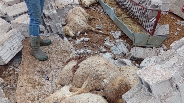 Nevşehir'de fırtına ağıl ve mandırayı vurdu: 12 koyun telef oldu