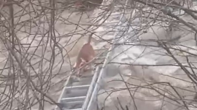 Turgutlu'da derede mahsur kalan köpek kurtarıldı