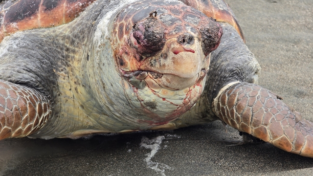 Nesli tehlike altındaki yeşil deniz kaplumbağası  sahilde ölü bulundu