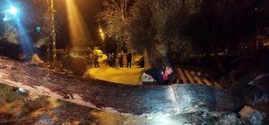 Defne'de devrilen ağaç yolu kapattı