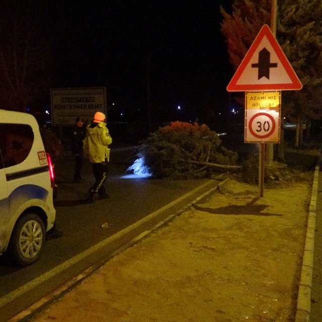 Malatya'da fırtına ağaçları kökünden söktü