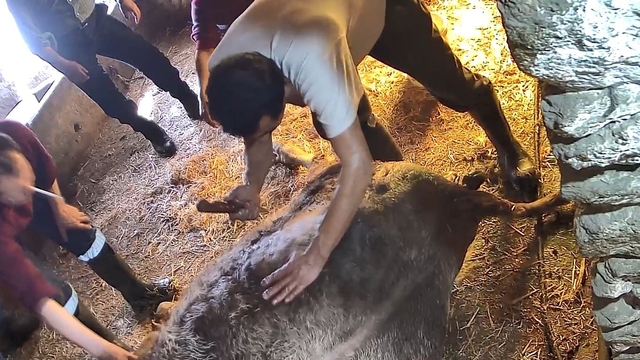 Doğum yapmakta zorlandığı için ekmek bıçağı ile ameliyat edilip sezaryen yapılan inek telef oldu
Aydın'da görenleri şaşırtan görüntü