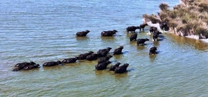 Hayvancılıkta Samsun farkı: 19 bin 495 manda ile ilk sırada