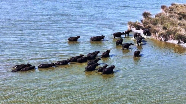 Hayvancılıkta Samsun farkı: 19 bin 495 manda ile ilk sırada