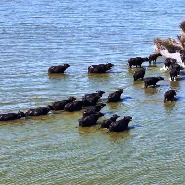 Hayvancılıkta Samsun farkı: 19 bin 495 manda ile ilk sırada