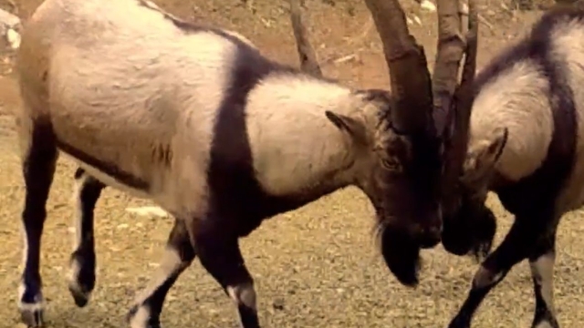 Antalya'da yaban hayatı fotokapanlara yansıdı