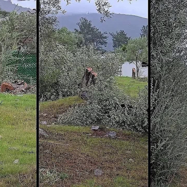 Muğla'da "zeytin kesim" tartışmasına, valilik soruşturma başlattı