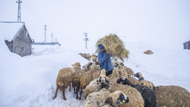 Kar kalınlığının 2,5 metreye ulaştığı Ovacık'ta besiciler zorlu kış şartlarına göğüs geriyor