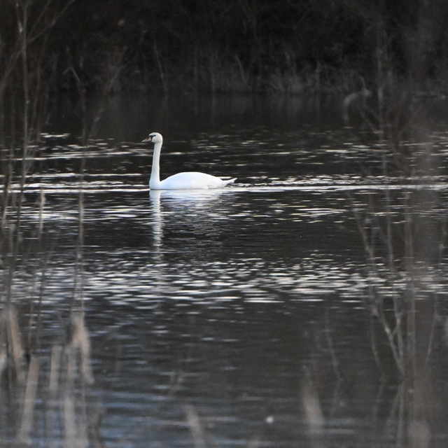 Göç yolunda yorgun düşen kuğular doğa koruma ekiplerinin gözetiminde