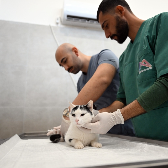 Mersin'de sokak kedileri için yeni merkez hizmete girdi