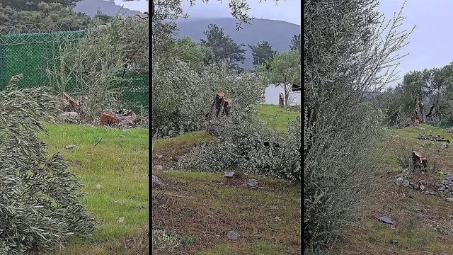 Muğla'da "zeytin kesim" tartışmasına, valilik soruşturma başlattı