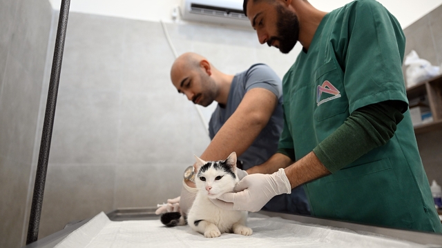 Mersin'de sokak kedileri için yeni merkez hizmete girdi