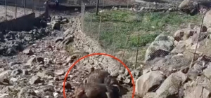 Kuvvetli rüzgar nedeniyle kopan elektrik telinin üzerlerine düştüğü 2 inek...