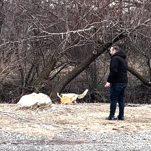 Sokak kedisi ile tilki, birlikte görüntülendi