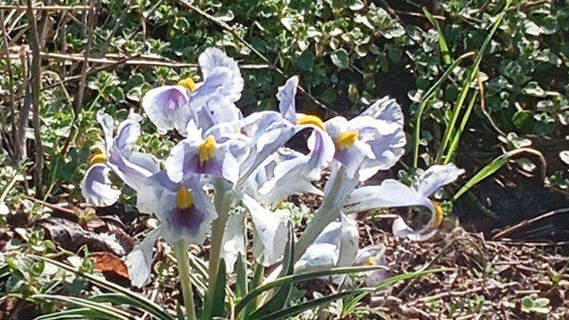Malatya'da nevruz çiçekleri açtı