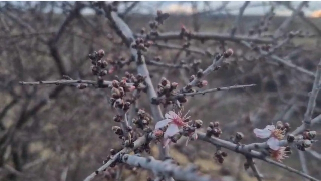 Nevşehir'de şubat ayında badem ağacı çiçek açtı