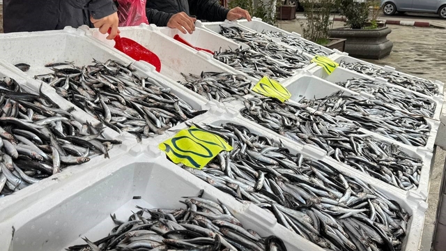 Zonguldak'ta Sevgililer Günü'ne özel hamsi kampanyası: Kilosunu 100 liradan sattılar