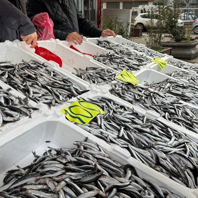 Zonguldak'ta Sevgililer Günü'ne özel hamsi kampanyası: Kilosunu 100 liradan...